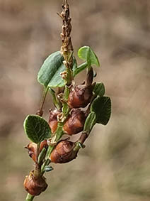 Persicaria vivipara